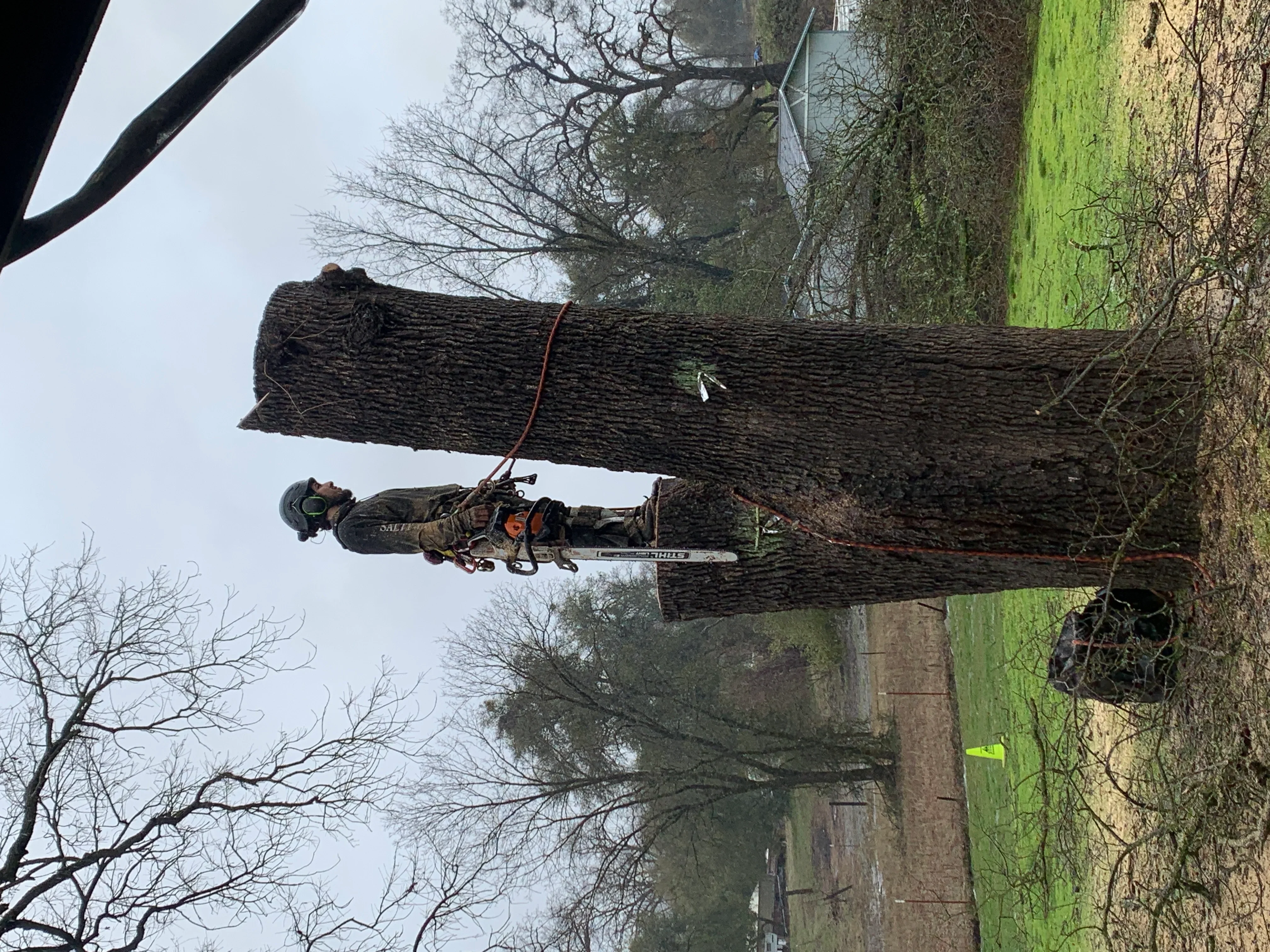 Arborist in safety gear removing large tree trunk with chainsaw and rigging equipment