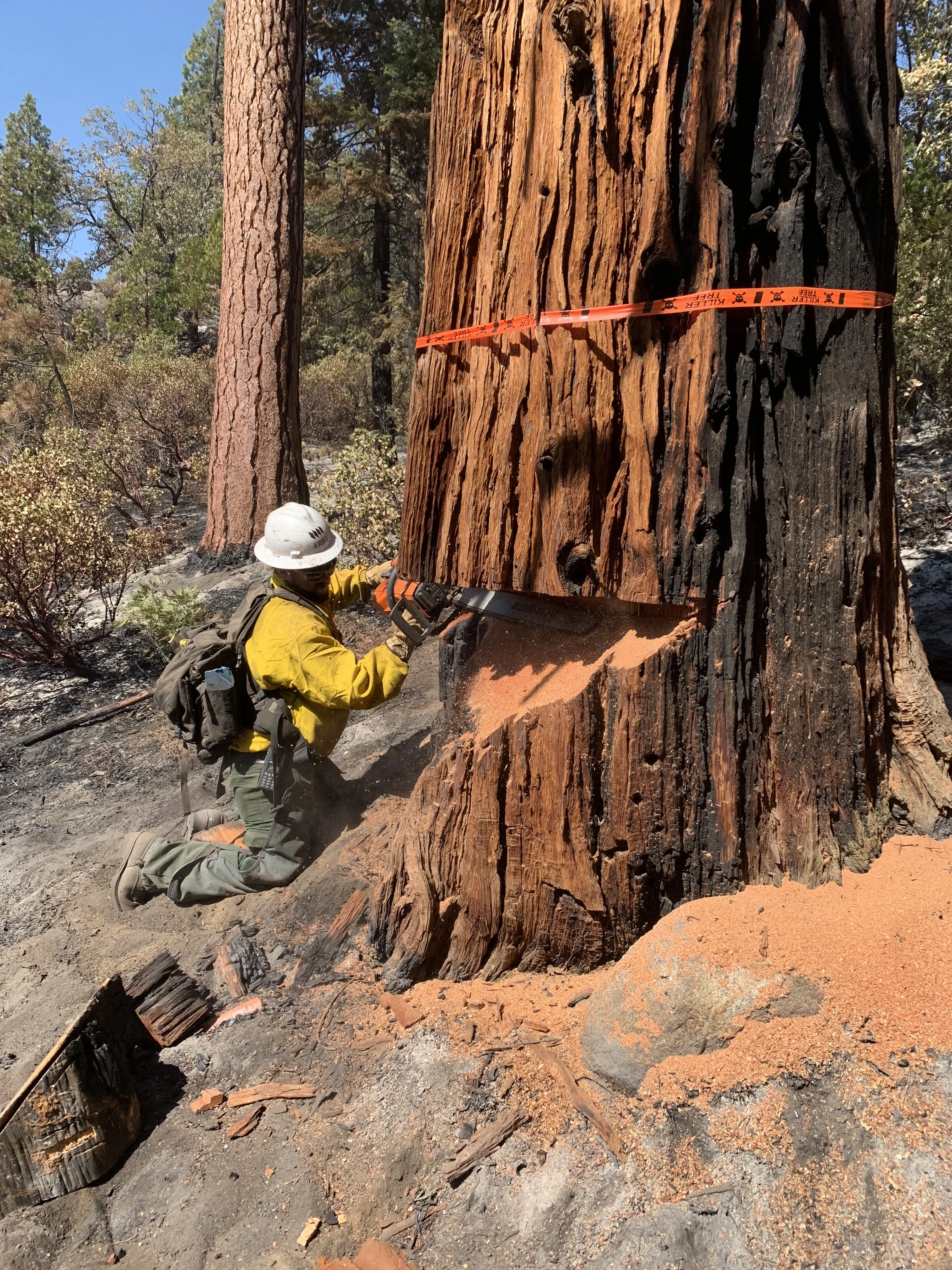 Arborist in yellow shirt measuring fire-charred sequoia trunk with orange monitoring band installed