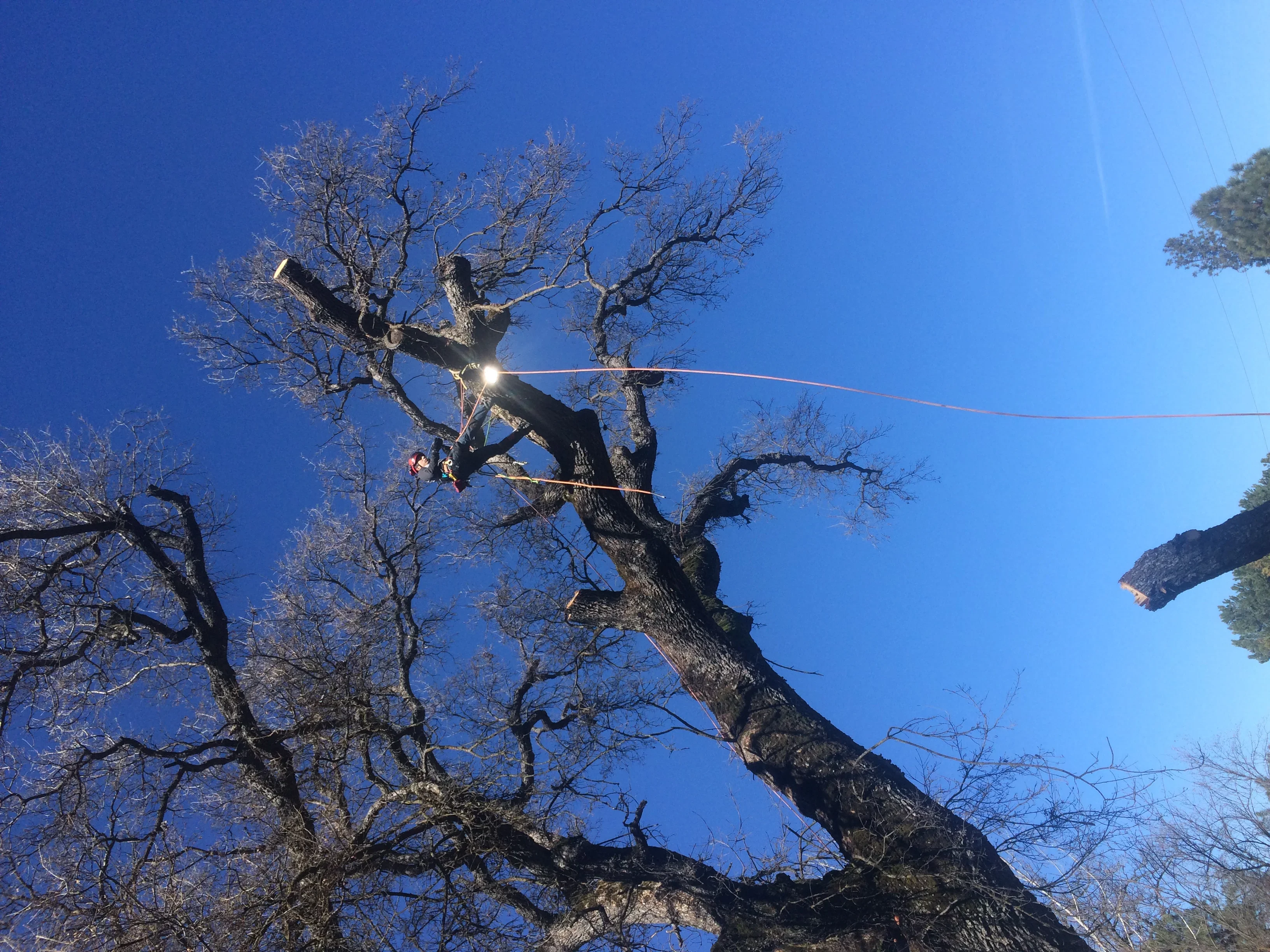 Arborist removing large dead tree limbs using rope rigging and safety equipment