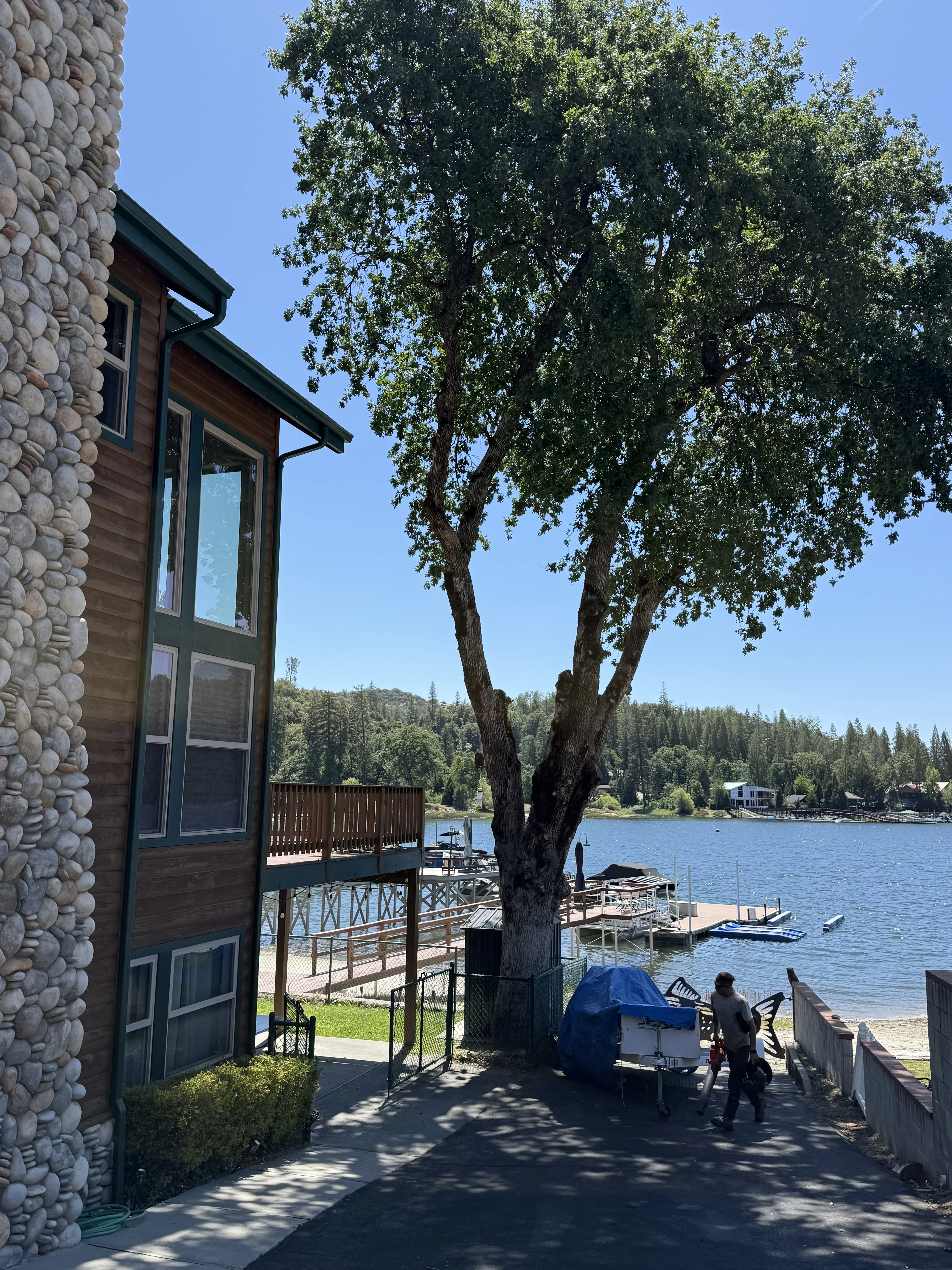 Mature tree on lakefront residential property with dock and water access visible