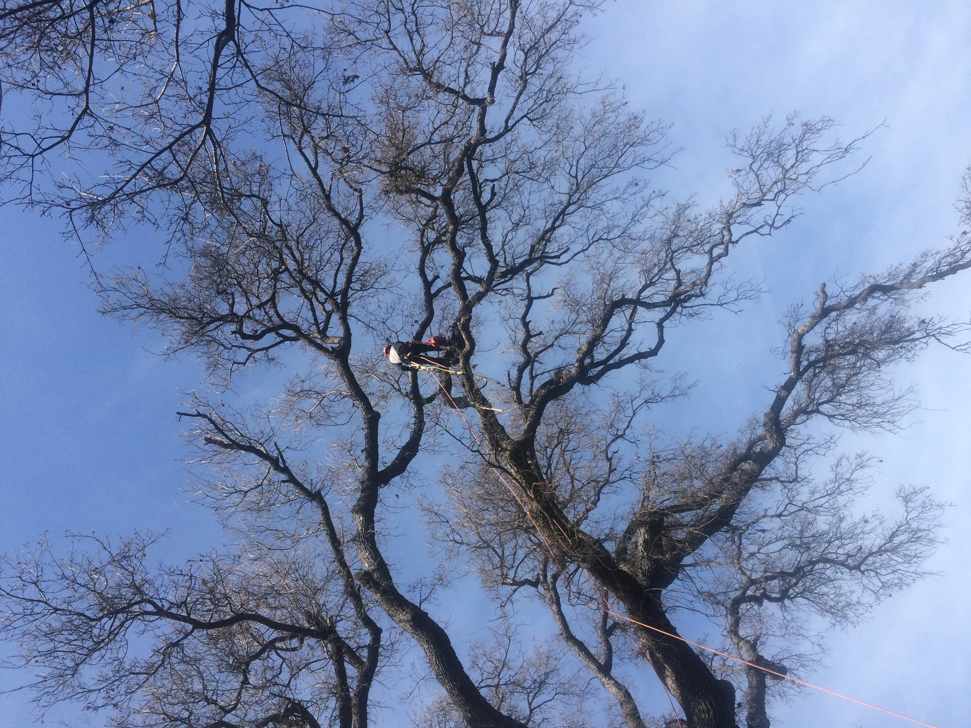 Arborist in harness removing large tree limbs using rope and rigging equipment against clear blue sky
