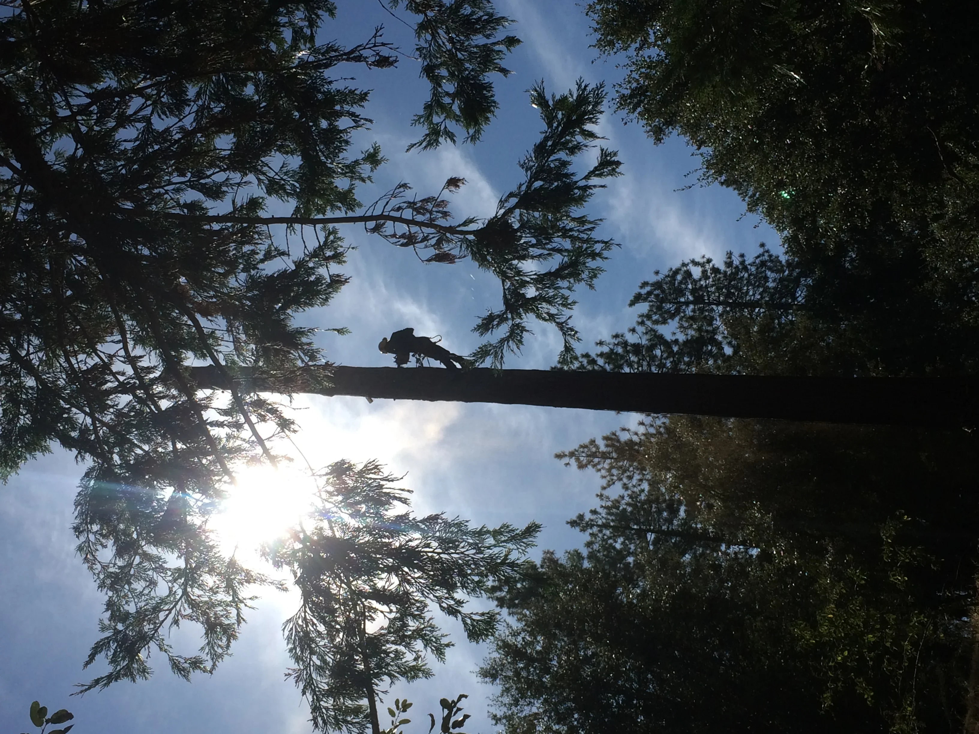Arborist removing large branch from conifer tree using climbing and rigging techniques