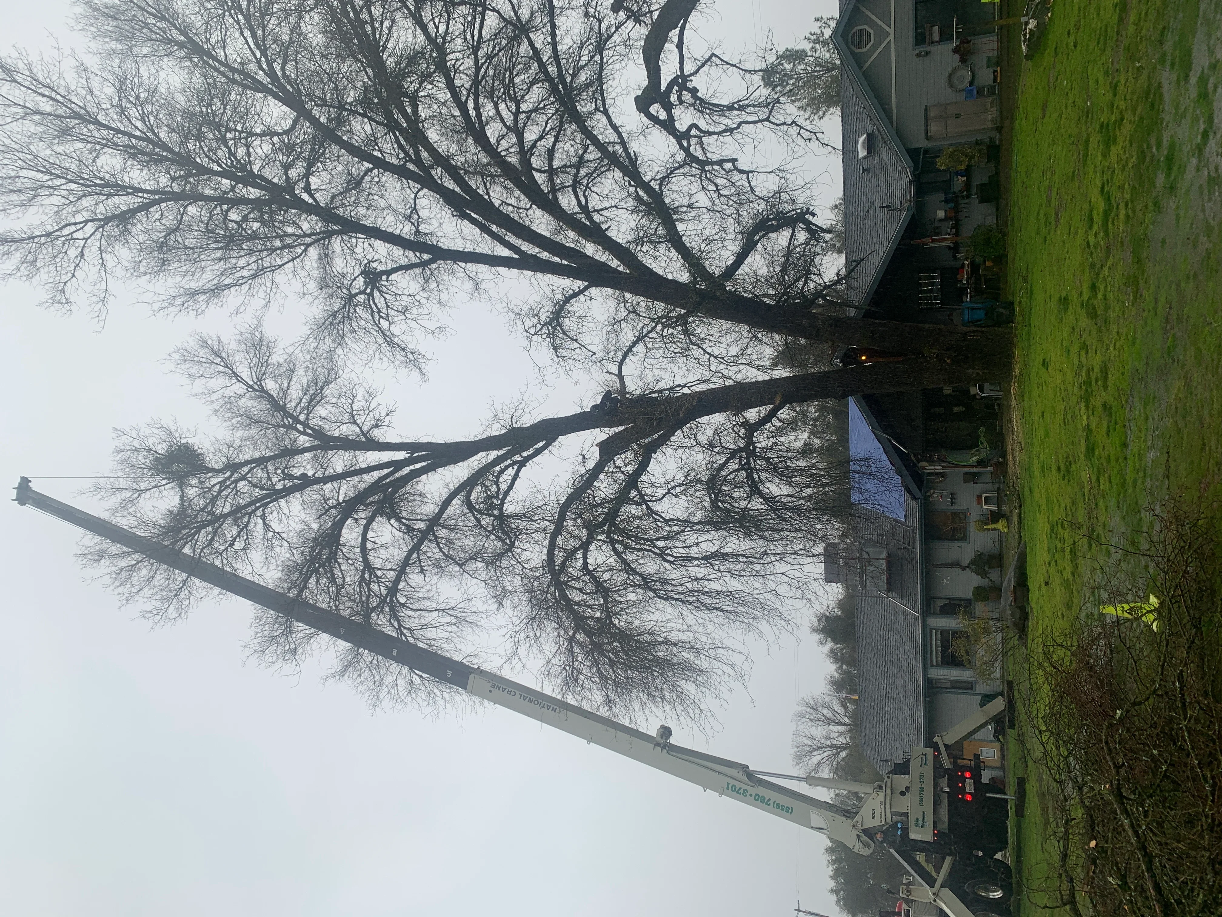 Crane removing large mature tree with bare branches near residential building