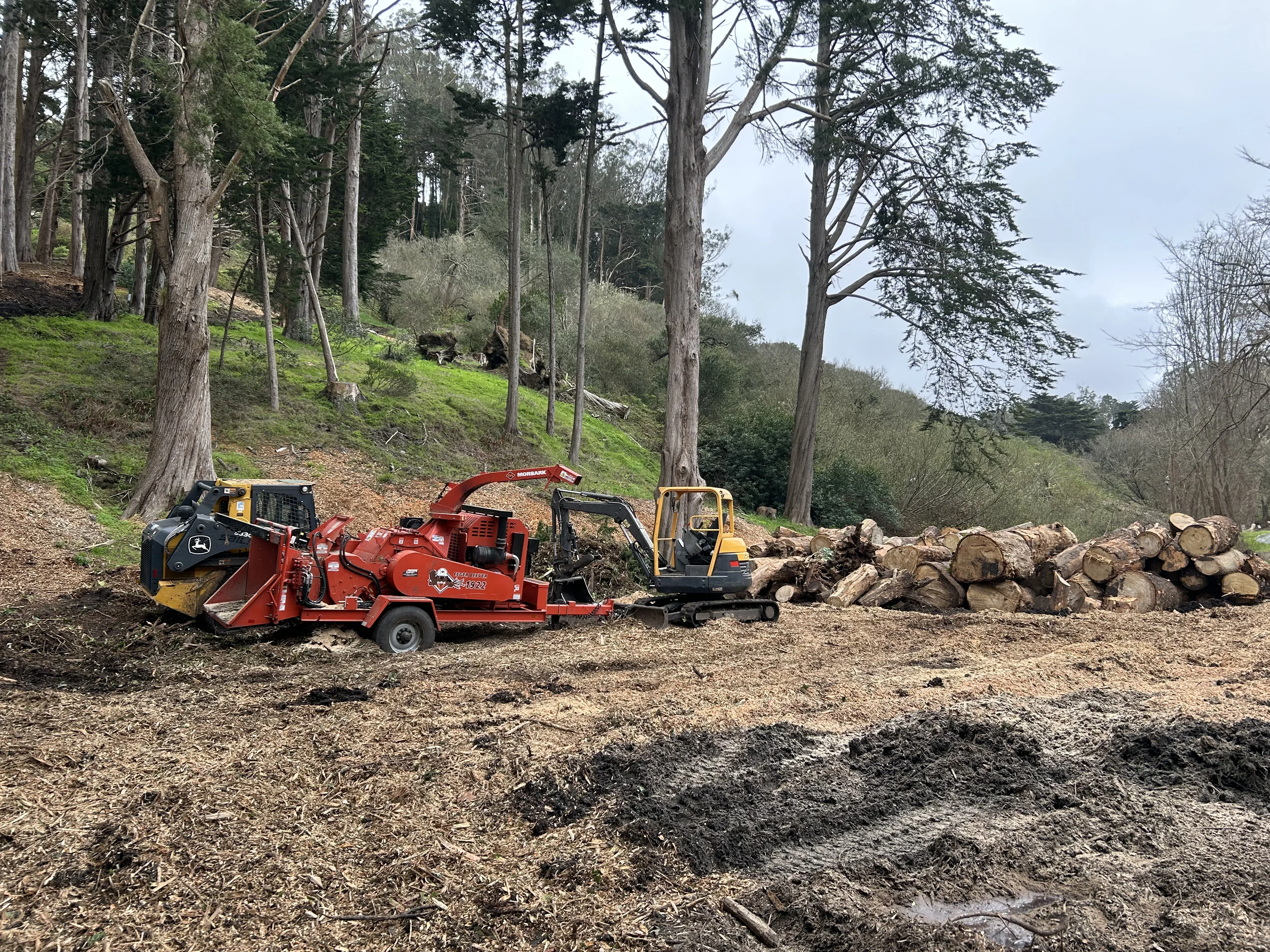 Wood chipper, excavator, and stacked logs during commercial tree removal on hillside with mature timber