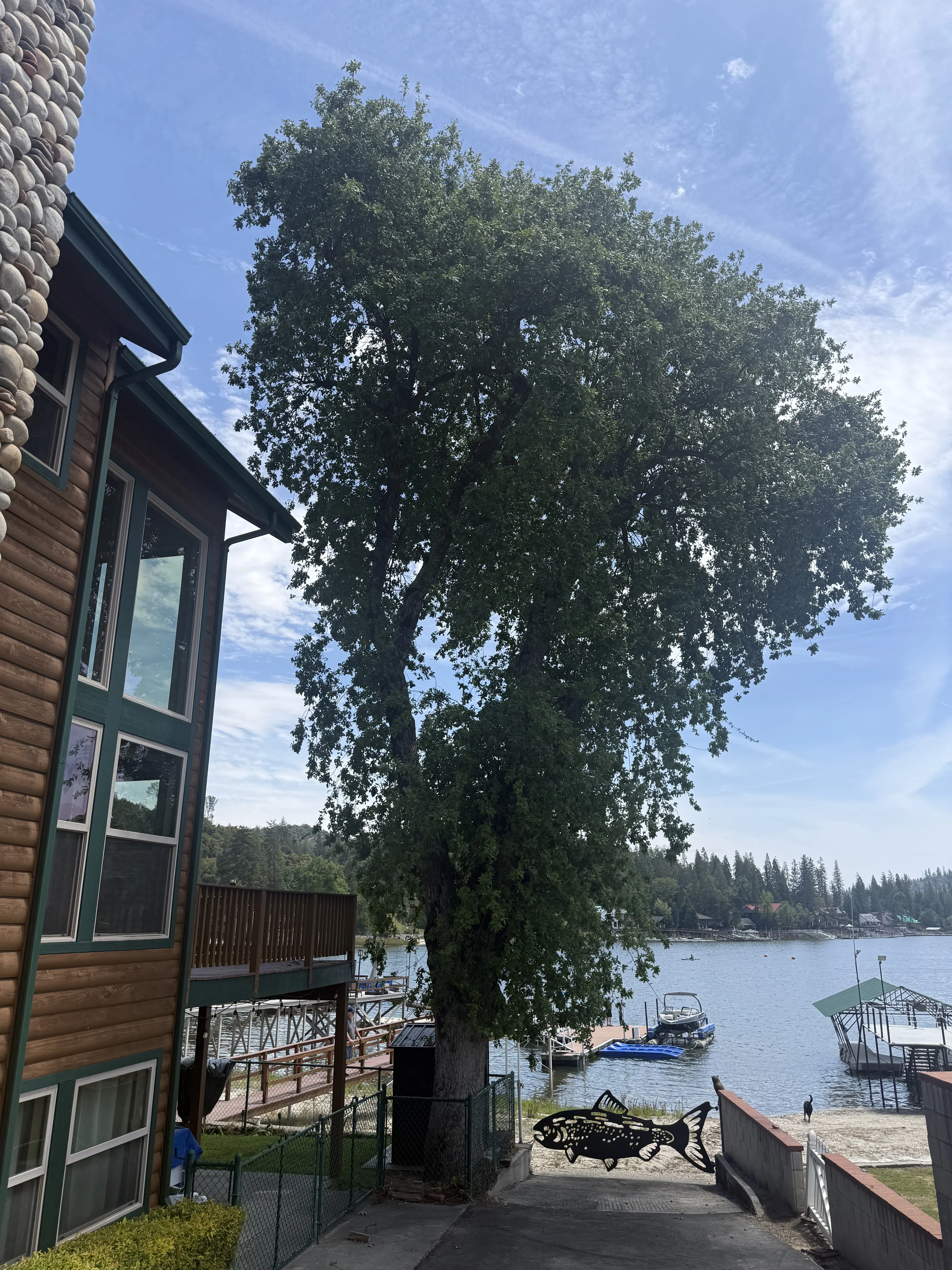 Mature tree next to log cabin overlooking lake with dock and boats