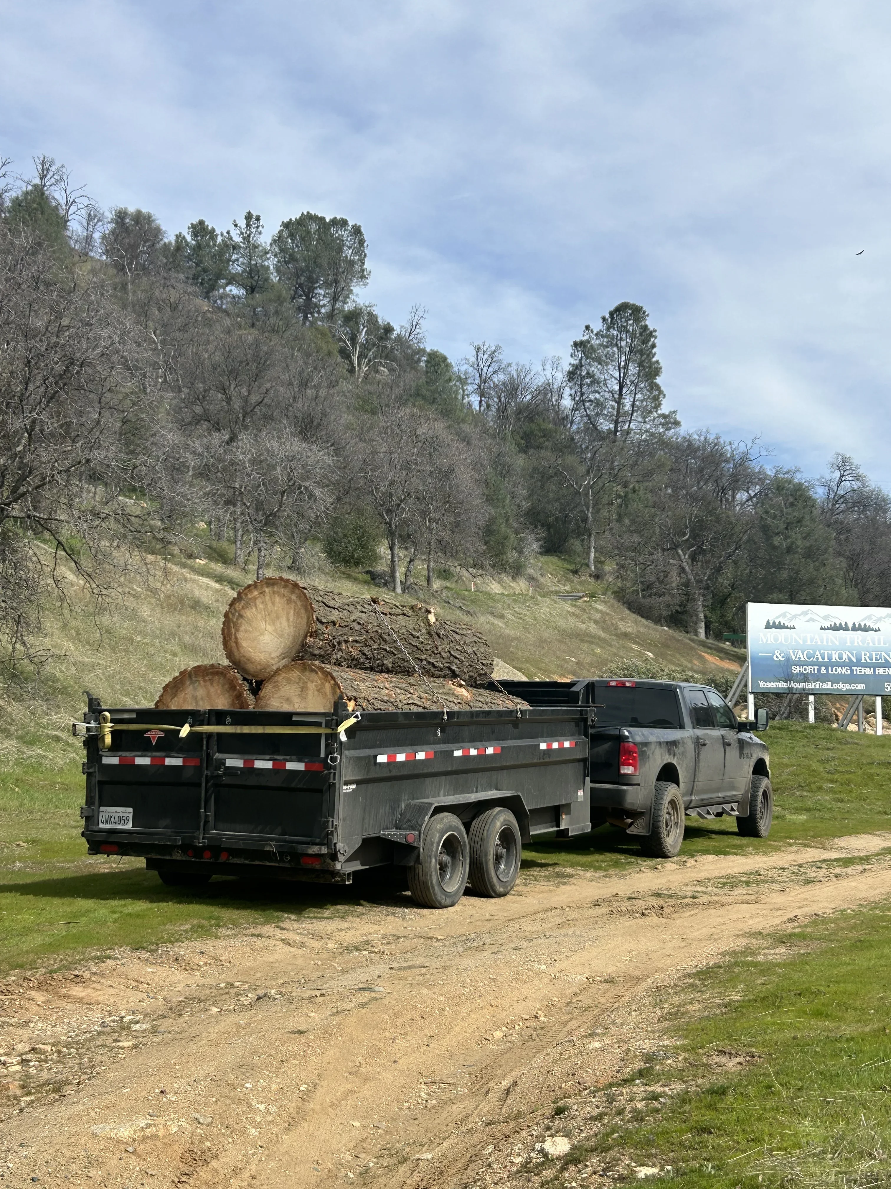 Pickup truck with dual-axle trailer loaded with large felled tree logs on dirt road