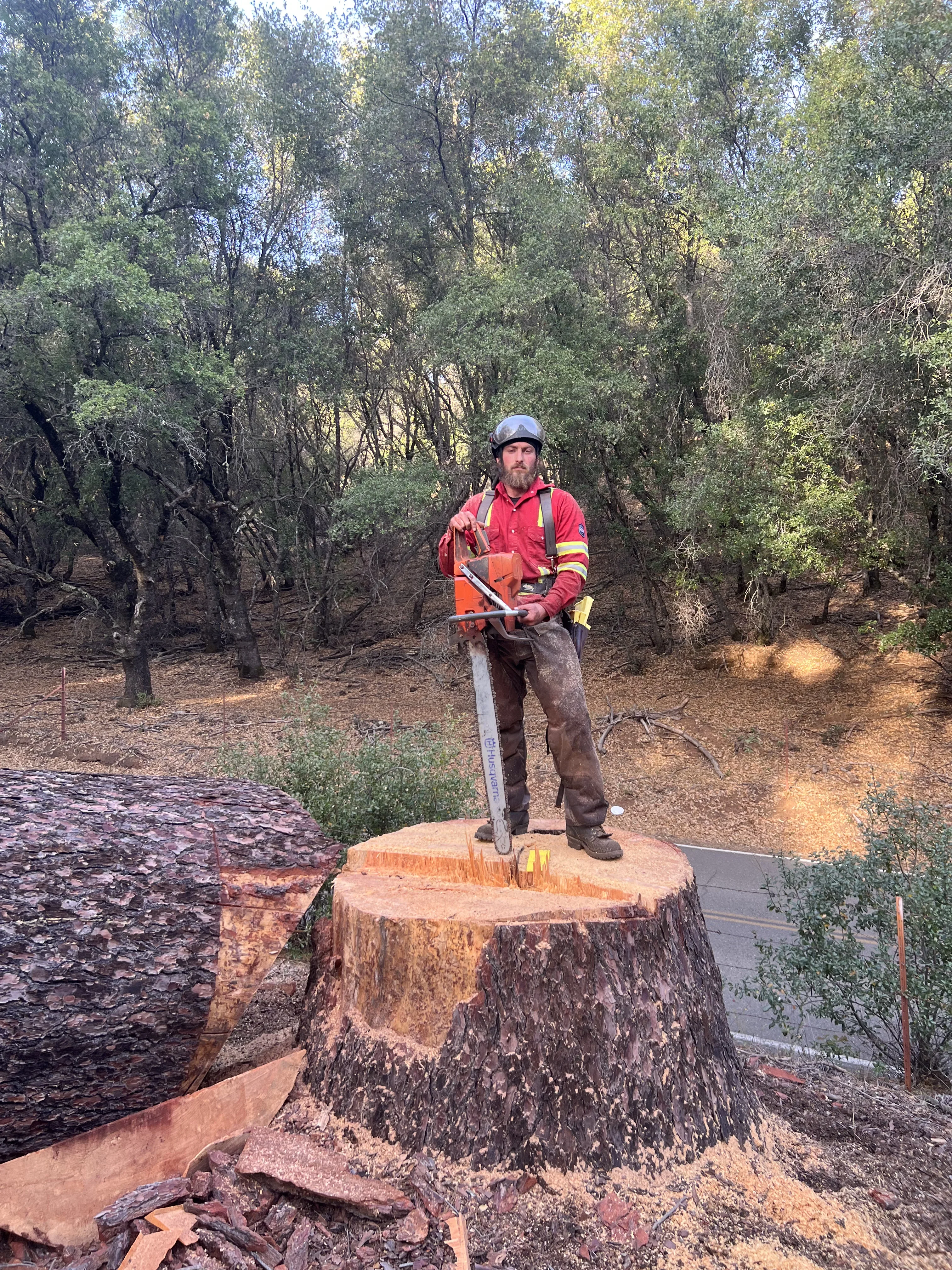 Arborist with chainsaw standing on large freshly cut tree stump in wooded area