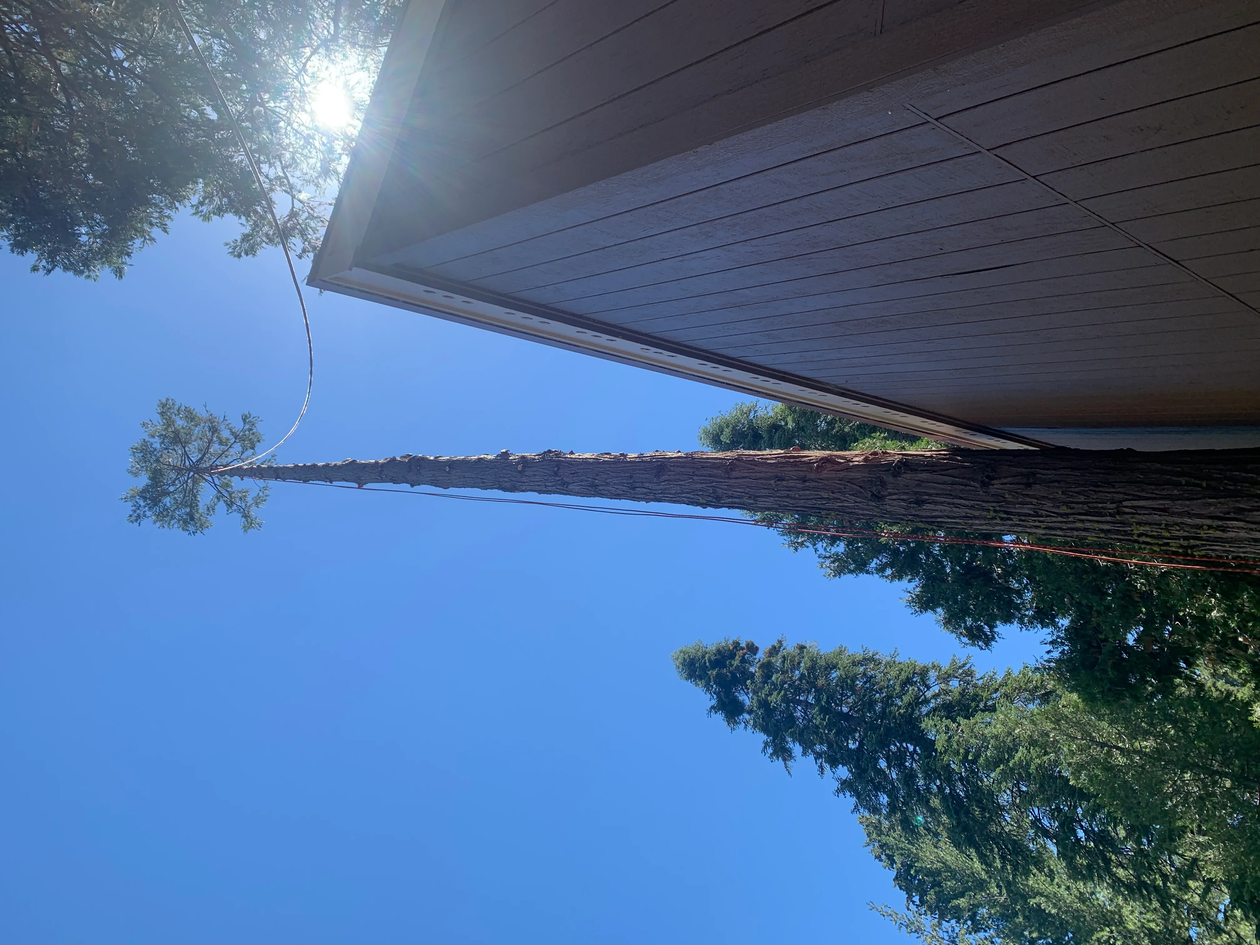 Large felled tree trunk with cleared canopy against blue sky and residential structure