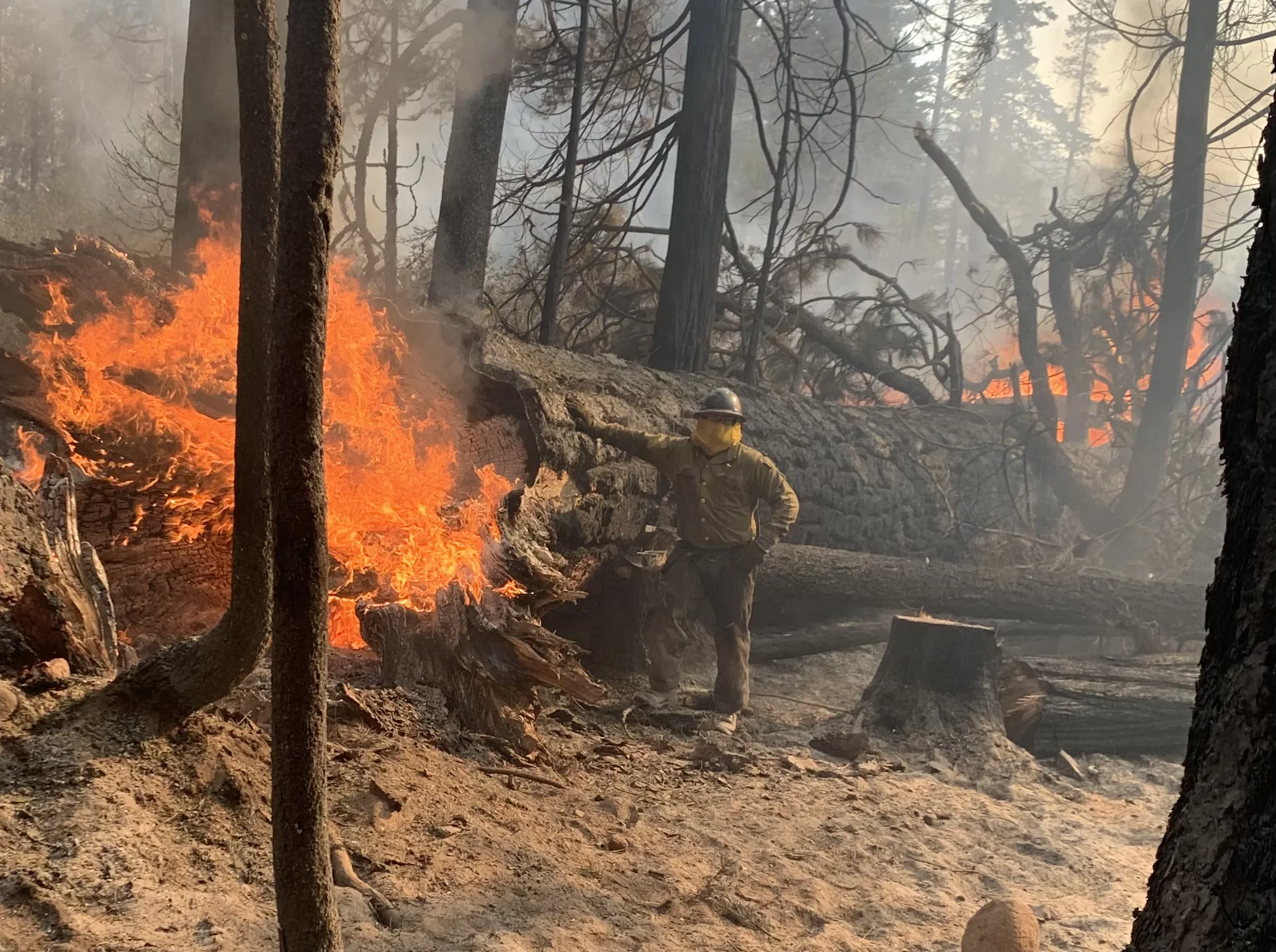 Controlled forest burn with standing trees, fallen logs, and active flames during hazard reduction work