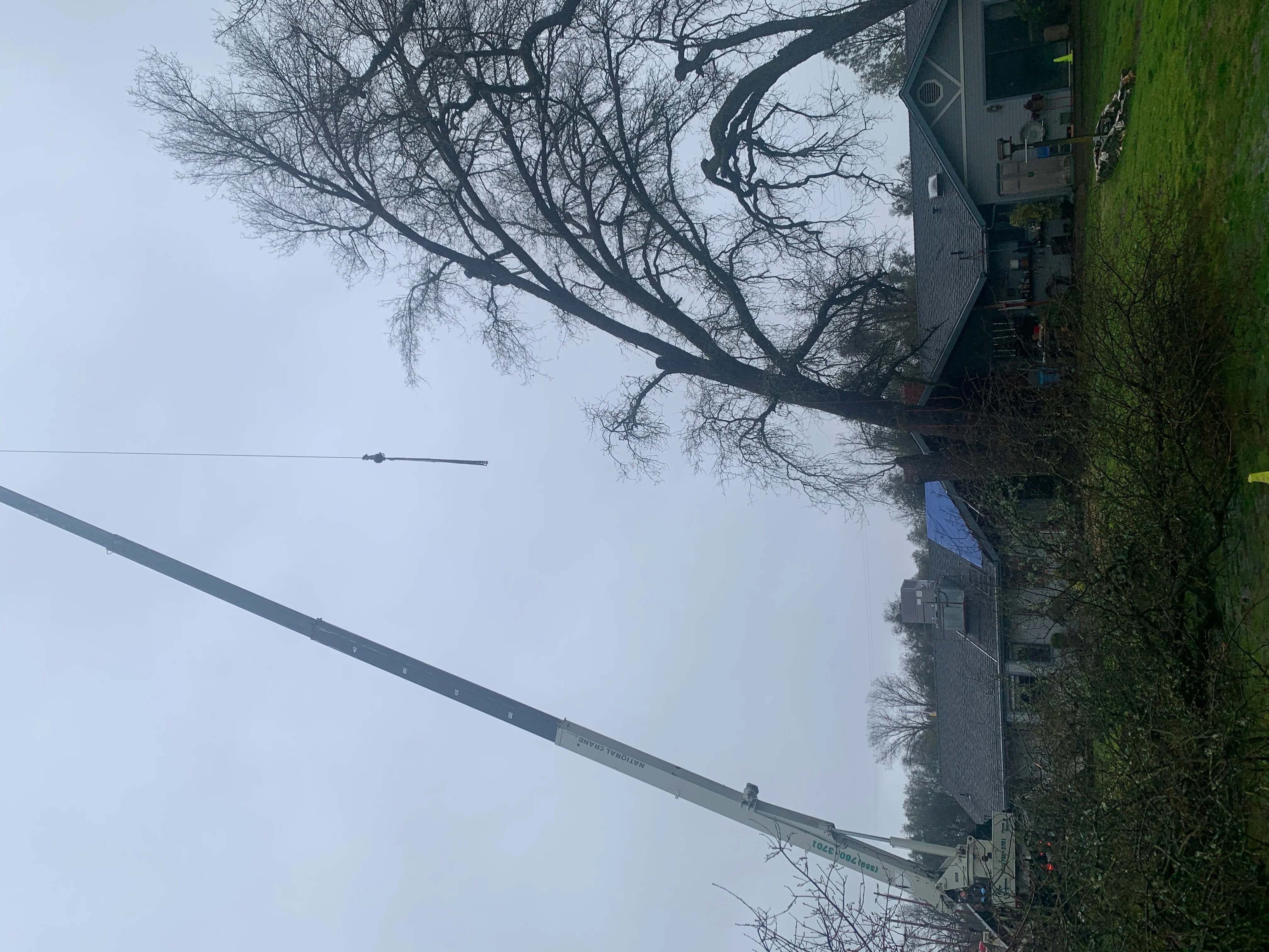 Crane removing large mature tree near residential building with brick facade