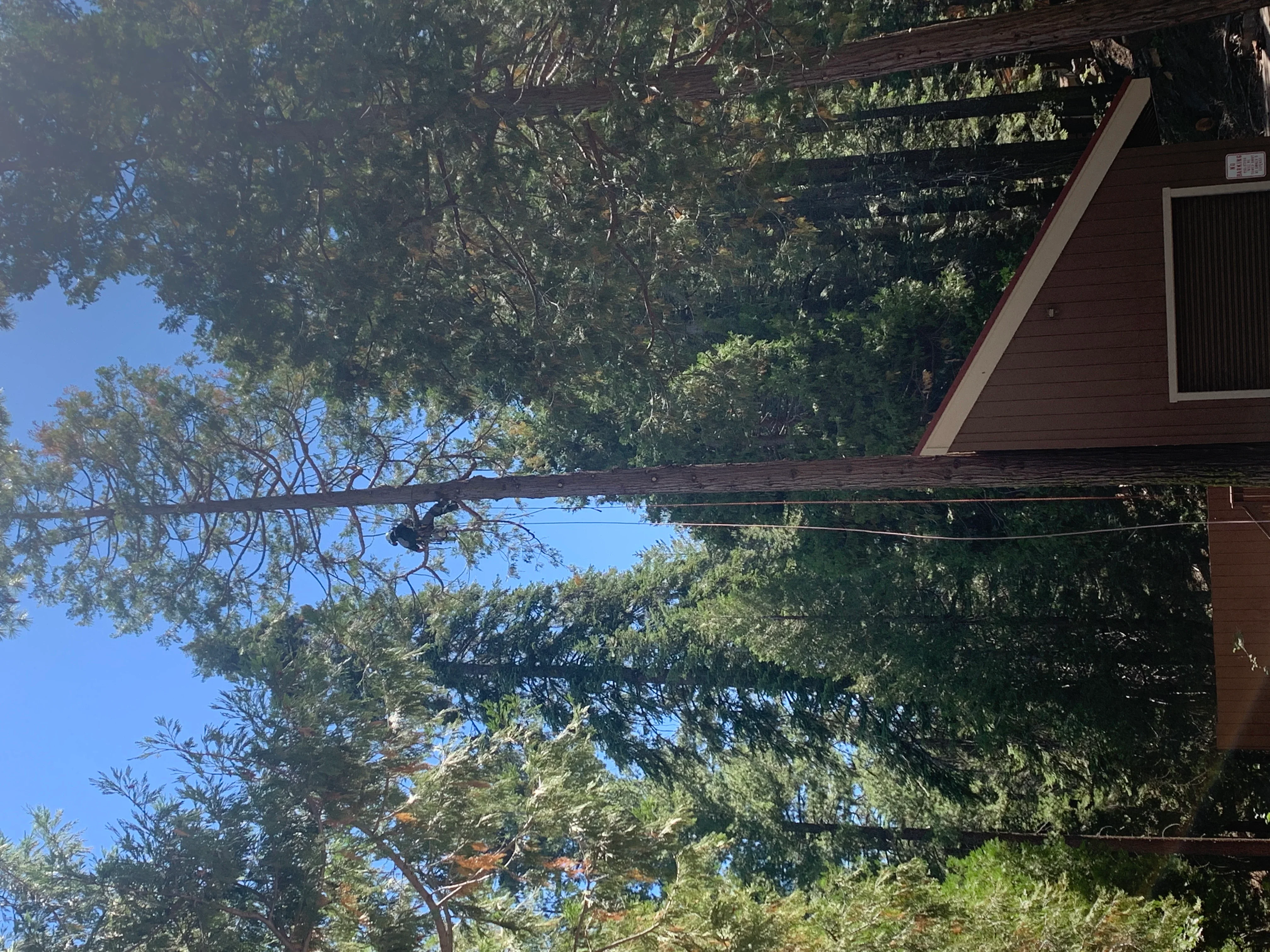 Large tree removal showing cut trunk and cleared limbs near residential building with wood pergola