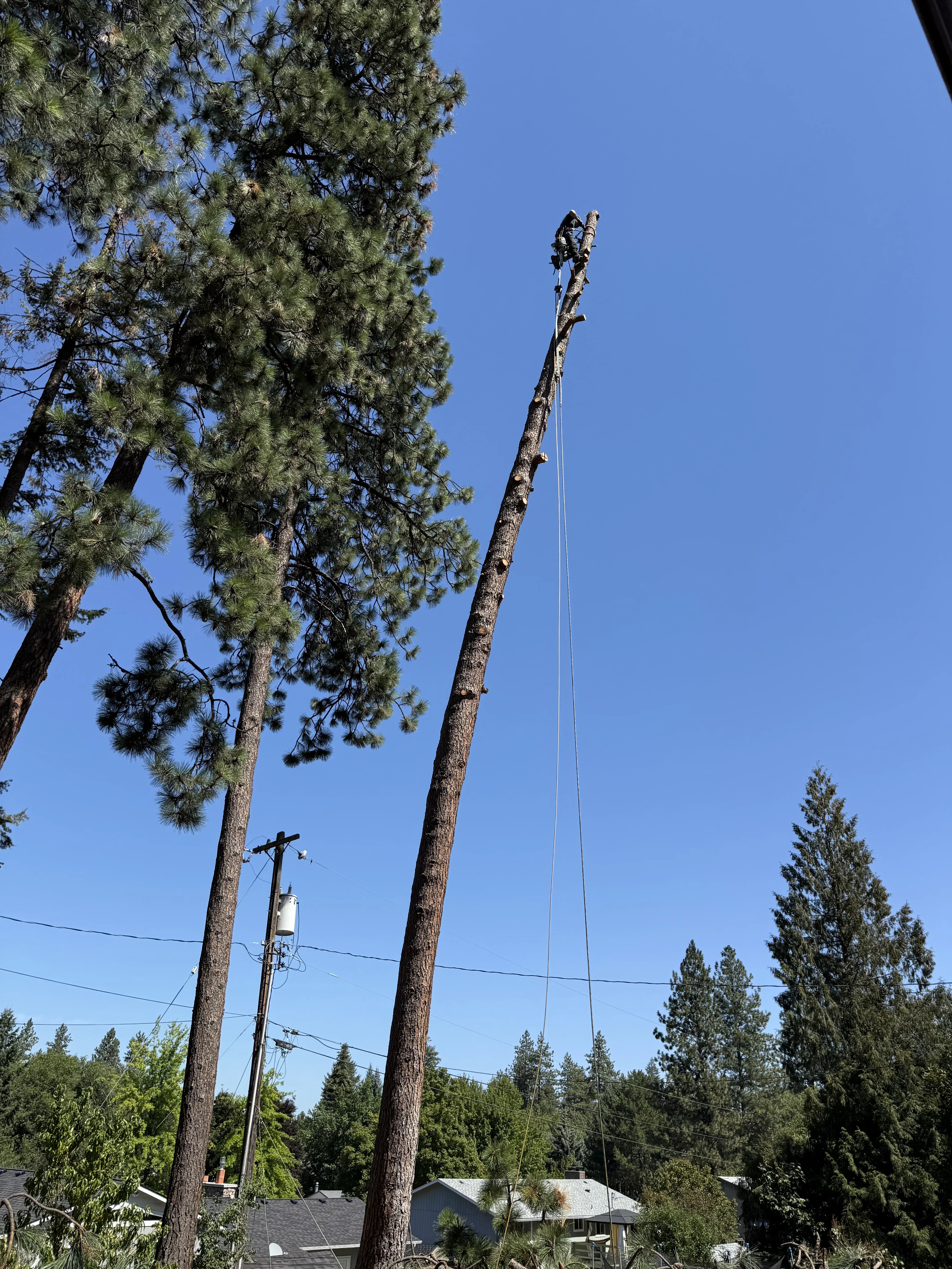 Arborist rappelling down tall pine tree with rope rigging system during removal